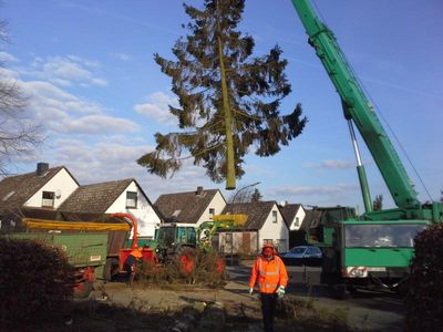 Autokran hebt eine gefällte Tanne über ein Wohngebiet