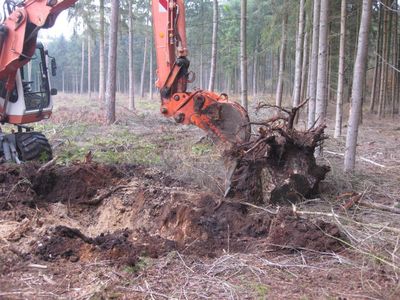 Bagger mit ausgegrabenem Wurzelstock im Kiefernwald