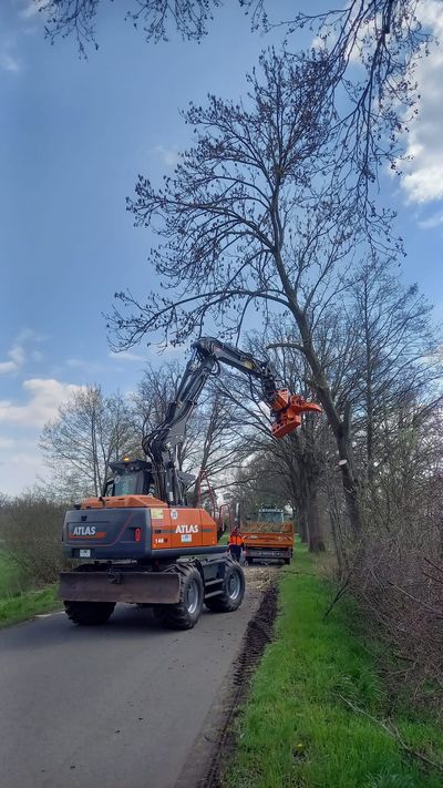Atlas 140W mit Fällgreifer auf einer Straße neben einem hohen Baum