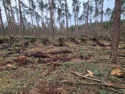 Geräumte Waldfläche mit angelegten Pflanzstreifen zwischen Kiefern